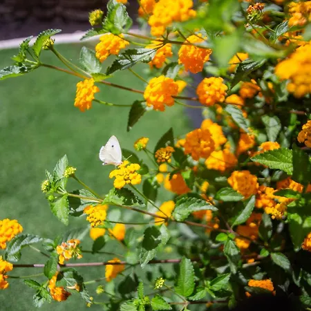 Arapaki Secret Garden, Ground Floor 2 Pensión