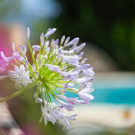 Arapaki Secret Garden, Ground Floor 2 4*